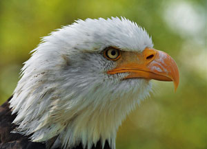 close up, profile photo of a bald eagle with a white head, yellow eye and orange beak