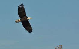 image of bold eagle flying
