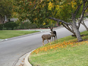 photo of deer by a road