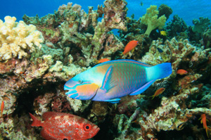 image of tropical fish in reef