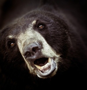 Picture of an angry bear.
