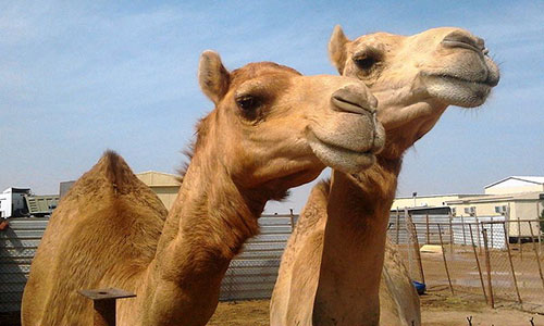 A photograph of two dromedary, or single hump, camels.