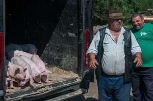 A photograph of two men delivering young pigs in a truck.