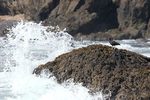 A photograph of surf pounding onto rocks. A bird is standing on one of the rocks.