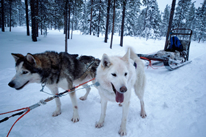 A photograph of sled dogs at rest in a snowy forest. Only two dogs and the sled are visible.