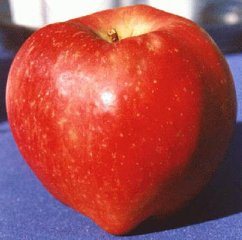 A photograph of a Red Delicious apple.