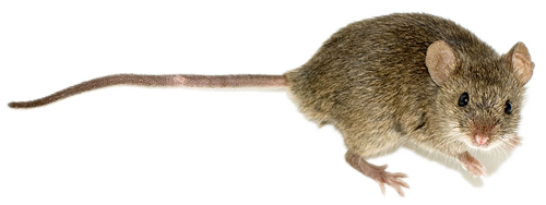 Picture of a House Mouse