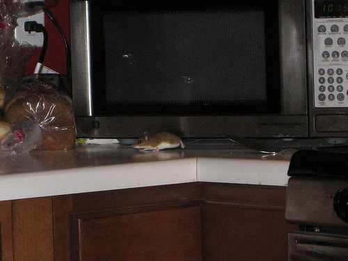 Mouse running over kitchen counter