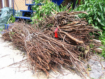 A photograph of several bundles of sticks.