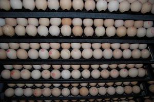 Several rows of eggs in some sort of egg production facility. They are all in line and similar in size.