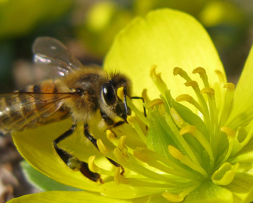 A photograph of a honey bee gathering pollen from a flower.