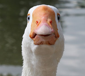 A photograph of a goose looking into the camera