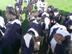 A photograph of a herd of cows walking towards the camera