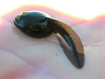 photo of a tadpole whose tail looks like a comma