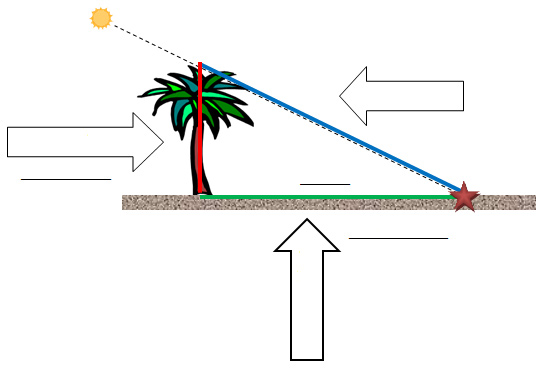 image of tree describing an angle