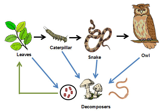 Examples Of Decomposers In Food Web