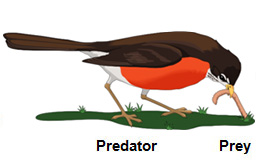predator and prey clipart