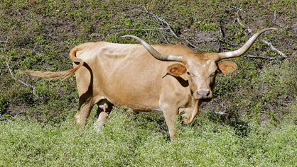 Image of a Texas longhorn cow.